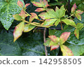 Rain-soaked leaves of Nandina domestica 142958505