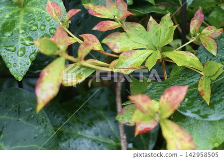 Rain-soaked leaves of Nandina domestica Rain-soaked leaves of Nandina domestica 142958505