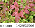 Rain-soaked leaves of Nandina domestica 142958506