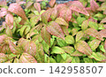 Rain-soaked leaves of Nandina domestica 142958507