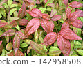 Rain-soaked leaves of Nandina domestica 142958508