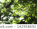 Sunbeams 142958692