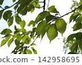 Sunlight filtering through the trees (cherry blossoms) 142958695