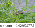 The Common Swallowtail's Love Call 142958778
