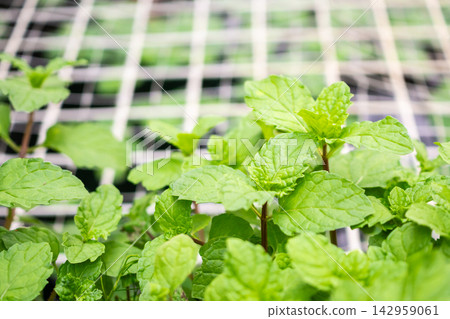 Fresh green peppermint plant in the garden Fresh green peppermint plant in the garden 142959061