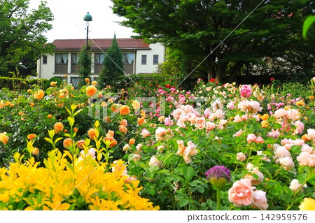 A hill park with a view of the port in full bloom A hill park with a view of the port in full bloom 142959576