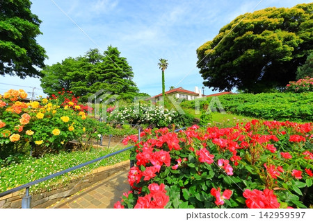 A hill park with a view of the port in full bloom A hill park with a view of the port in full bloom 142959597