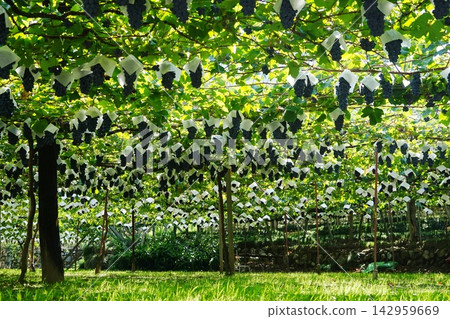 A bountiful harvest of grapes in September at the Koshu 16 Kyoho vineyard. A bountiful harvest of grapes in September at the Koshu 16 Kyoho vineyard. 142959669