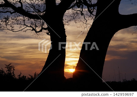 秋季，在長野縣山之內町奧志賀高原的山隘上，夕陽西下，落日餘暉灑在參天大樹後，景色蔚為壯觀。 142959697