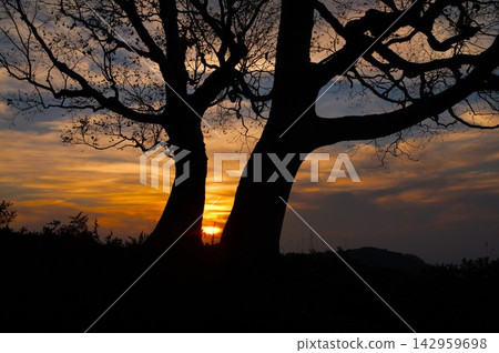 秋季,在長野縣山之內町奧志賀高原的山隘上,夕陽西下,落日餘暉灑在參天大樹後,景色蔚為壯觀。 秋季,在長野縣山之內町奧志賀高原的山隘上,夕陽西下,落日餘暉灑在參天大樹後,景色蔚為壯觀。 142959698