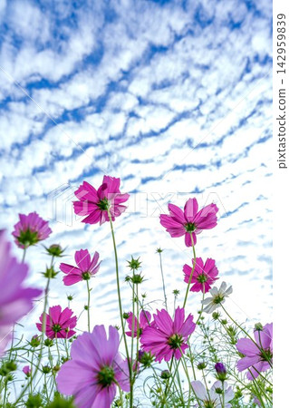 A vibrant pink cosmos flower landscape photographed from an angle that looks up at the autumn sky filled with beautiful cirrocumulus clouds. A vibrant pink cosmos flower landscape photographed from an angle that looks up at the autumn sky filled with beautiful cirrocumulus clouds. 142959839