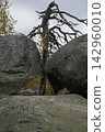 A twisted tree grows between two granite boulders 142960010