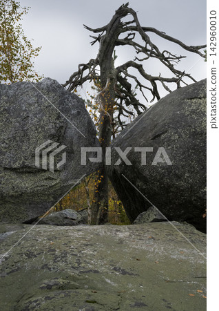 A twisted tree grows between two granite boulders 142960010