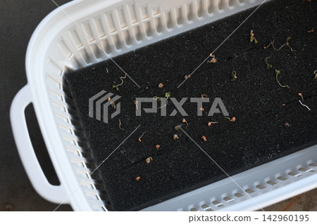 Elongated shiso sprouts grown hydroponically Elongated shiso sprouts grown hydroponically 142960195