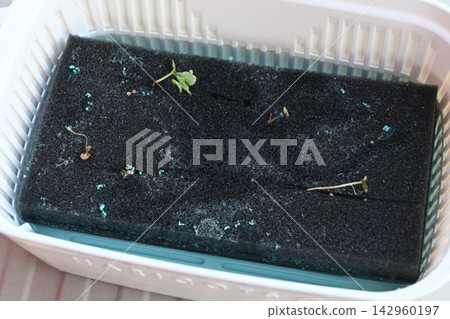 Arugula sprouts that have grown leggy in hydroponics Arugula sprouts that have grown leggy in hydroponics 142960197