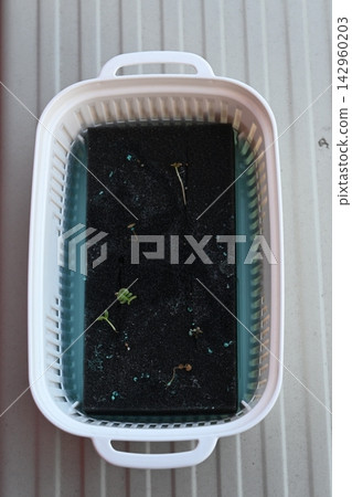Arugula sprouts that have grown leggy in hydroponics Arugula sprouts that have grown leggy in hydroponics 142960203