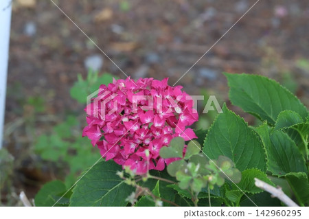 Red hydrangea flowers blooming in a park in early summer Red hydrangea flowers blooming in a park in early summer 142960295