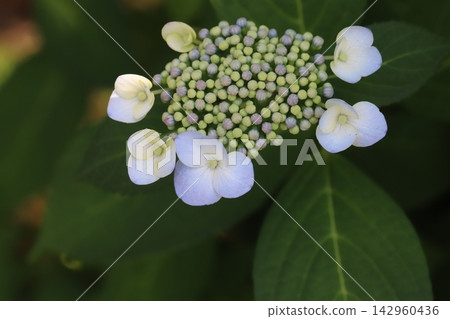 White hydrangea flowers blooming in the park in early summer White hydrangea flowers blooming in the park in early summer 142960436
