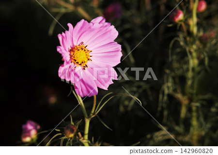 Close up Blooming fresh pink Cosmos flower in the meadow field wildflower background. Copy space Close up Blooming fresh pink Cosmos flower in the meadow field wildflower background. Copy space 142960820