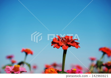 Beautiful blooming bright red zinnia flowers in wildflower meadow with blue sky. Copy space Beautiful blooming bright red zinnia flowers in wildflower meadow with blue sky. Copy space 142960821