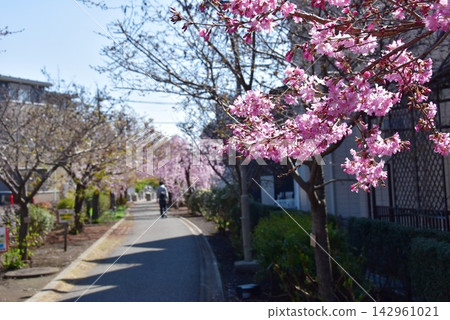 神奈川縣座間市相模丘中吉道上的「櫻花百花之道」上,早春盛開的櫻花正值盛開。 神奈川縣座間市相模丘中吉道上的「櫻花百花之道」上,早春盛開的櫻花正值盛開。 142961021