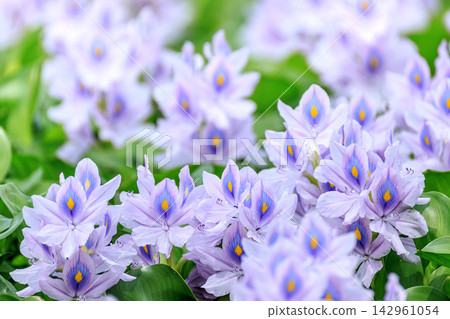 Water hyacinth growing in clusters Water hyacinth growing in clusters 142961054