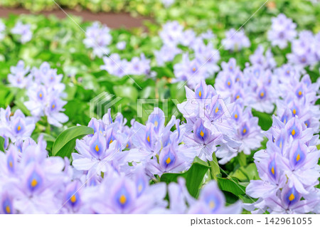 Water hyacinth growing in clusters Water hyacinth growing in clusters 142961055