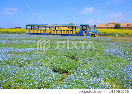 Soleil Hill: Nemophila fields and a train Soleil Hill: Nemophila fields and a train 142961076
