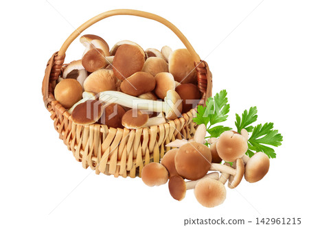 honey fungus mushrooms in a wicker basket isolated on white background with full depth of field honey fungus mushrooms in a wicker basket isolated on white background with full depth of field 142961215