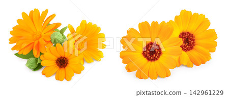 Calendula. Marigold flower with leaves isolated on white background Calendula. Marigold flower with leaves isolated on white background 142961229