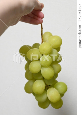 手中握著一顆閃耀麝香葡萄 手中握著一顆閃耀麝香葡萄 142961292