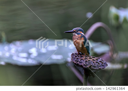 蓮花池翠鳥 蓮花池翠鳥 142961364