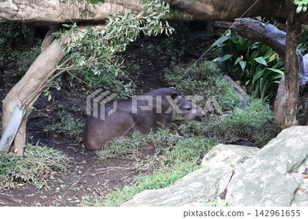 Nocturnal African tapirs resting under a tree Nocturnal African tapirs resting under a tree 142961655