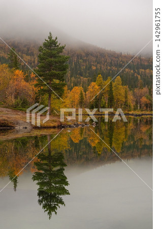Serene autumn landscape of Khibiny mountains with golden taiga forest perfectly reflected in calm water of lake under dense fog Serene autumn landscape of Khibiny mountains with golden taiga forest perfectly reflected in calm water of lake under dense fog 142961755