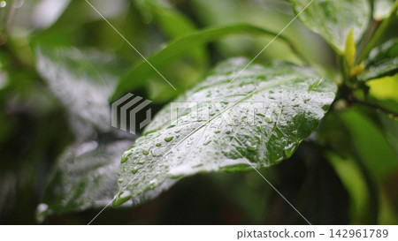 water drops on green leaf water drops on green leaf 142961789