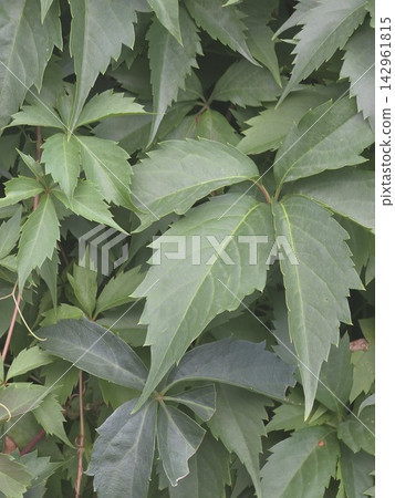 Green maiden grape leaves close up background Green maiden grape leaves close up background 142961815