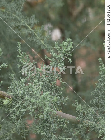 Feathery green tamarisk shrub branch close up Feathery green tamarisk shrub branch close up 142961816