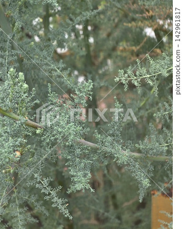 Blue green tamarisk bush branches close up Blue green tamarisk bush branches close up 142961817