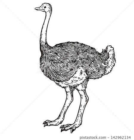 A cute, vintage-style hand-drawn illustration of an ostrich (line art only) A cute, vintage-style hand-drawn illustration of an ostrich (line art only) 142962134