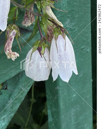 White spotted bellflower blooms close up 142962472