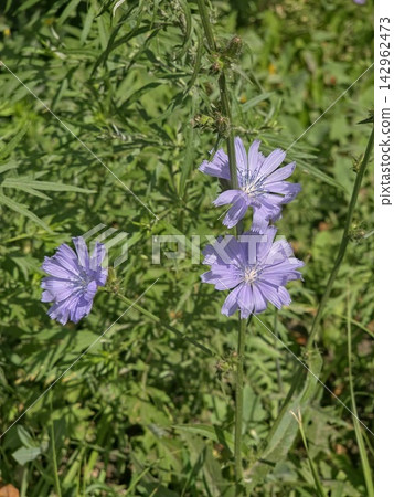 Blue chicory flowers blooming in field Blue chicory flowers blooming in field 142962473