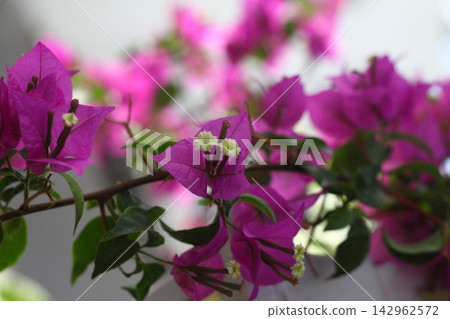 Beautiful Flowers Blooming In The Garden, Bodrum Turkey Beautiful Flowers Blooming In The Garden, Bodrum Turkey 142962572