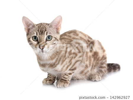 bengal cat in studio bengal cat in studio 142962927