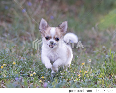 chihuahua in nature 142962928