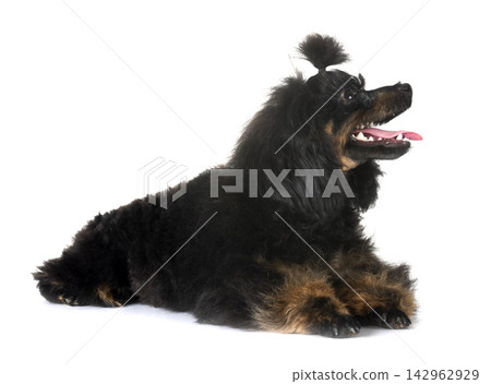 poodle in studio poodle in studio 142962929