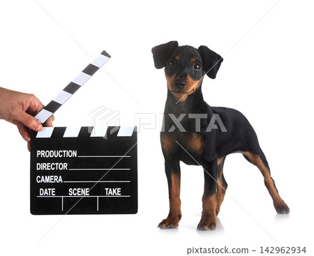 miniature pinscher in studio miniature pinscher in studio 142962934