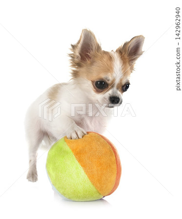 chihuahua in studio chihuahua in studio 142962940