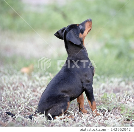 miniature pinscher in nature miniature pinscher in nature 142962942