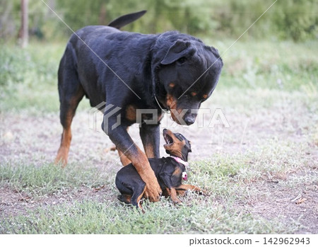 rottweiler and miniature pinscher rottweiler and miniature pinscher 142962943