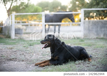 rottweiler in nature rottweiler in nature 142962944